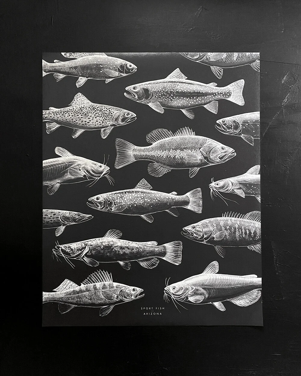 絵画 海 釣り SPORT FISH of ARIZONA — COPPERSTATE COLLECTION