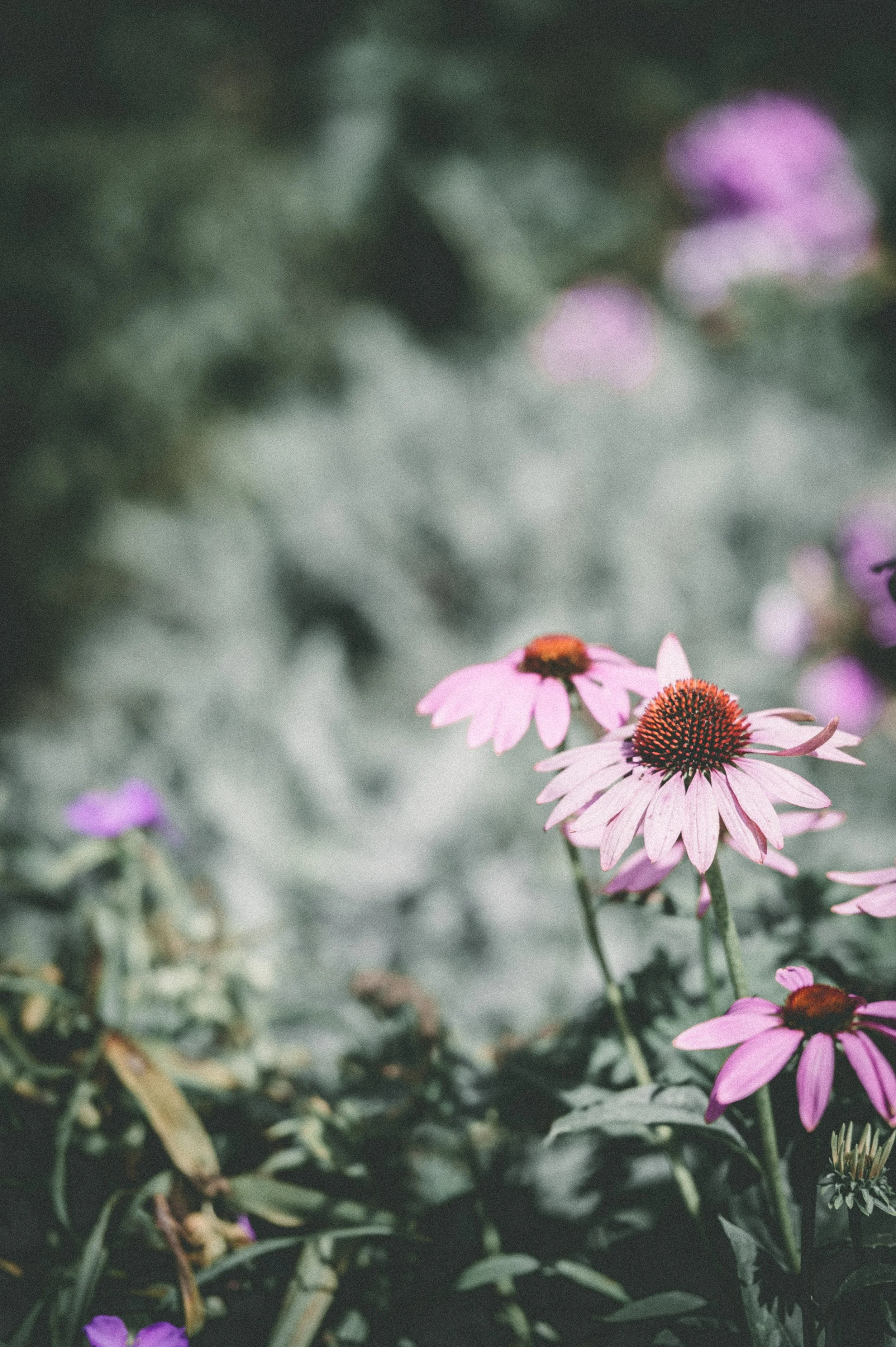 echinacea.jpg