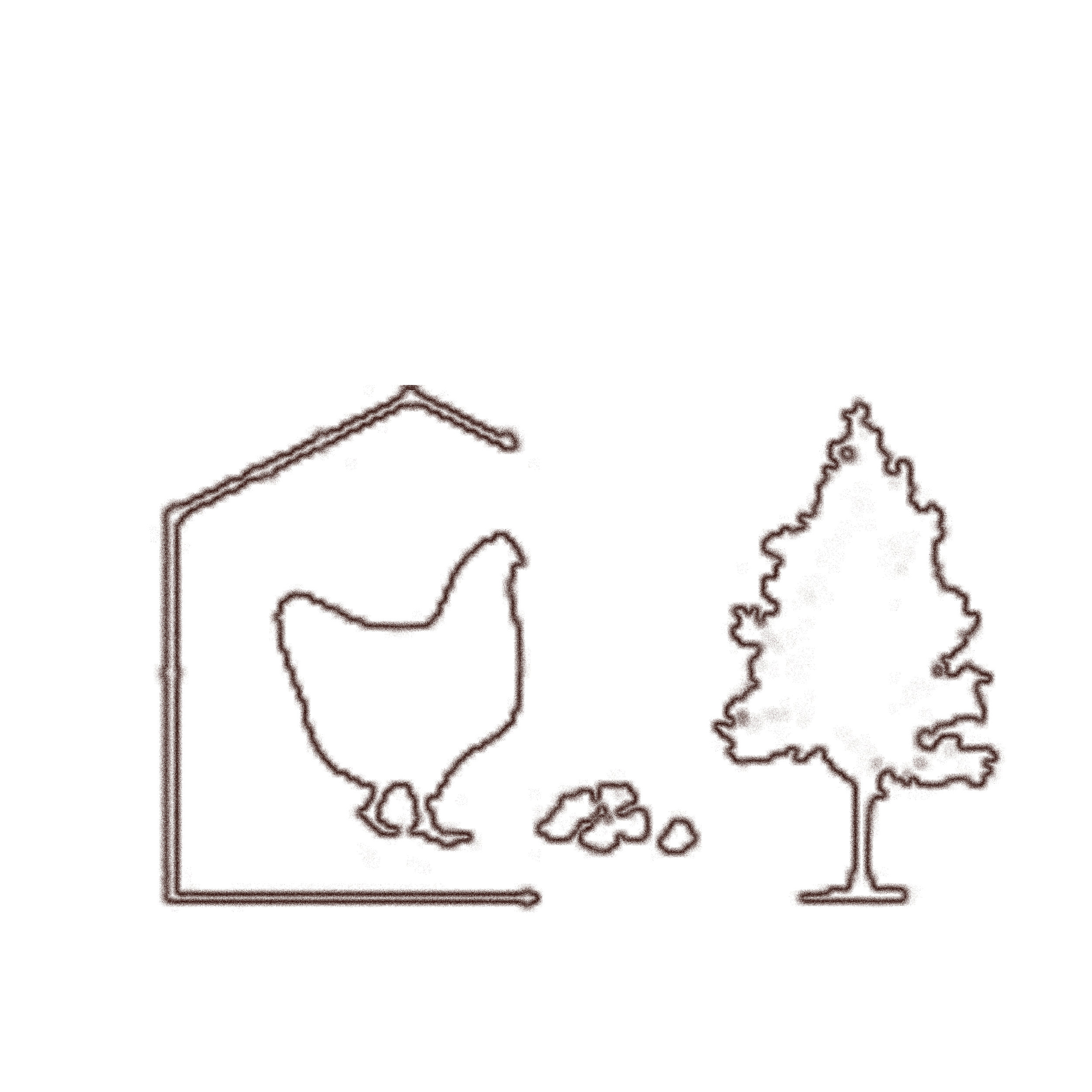 鸡free.jpg