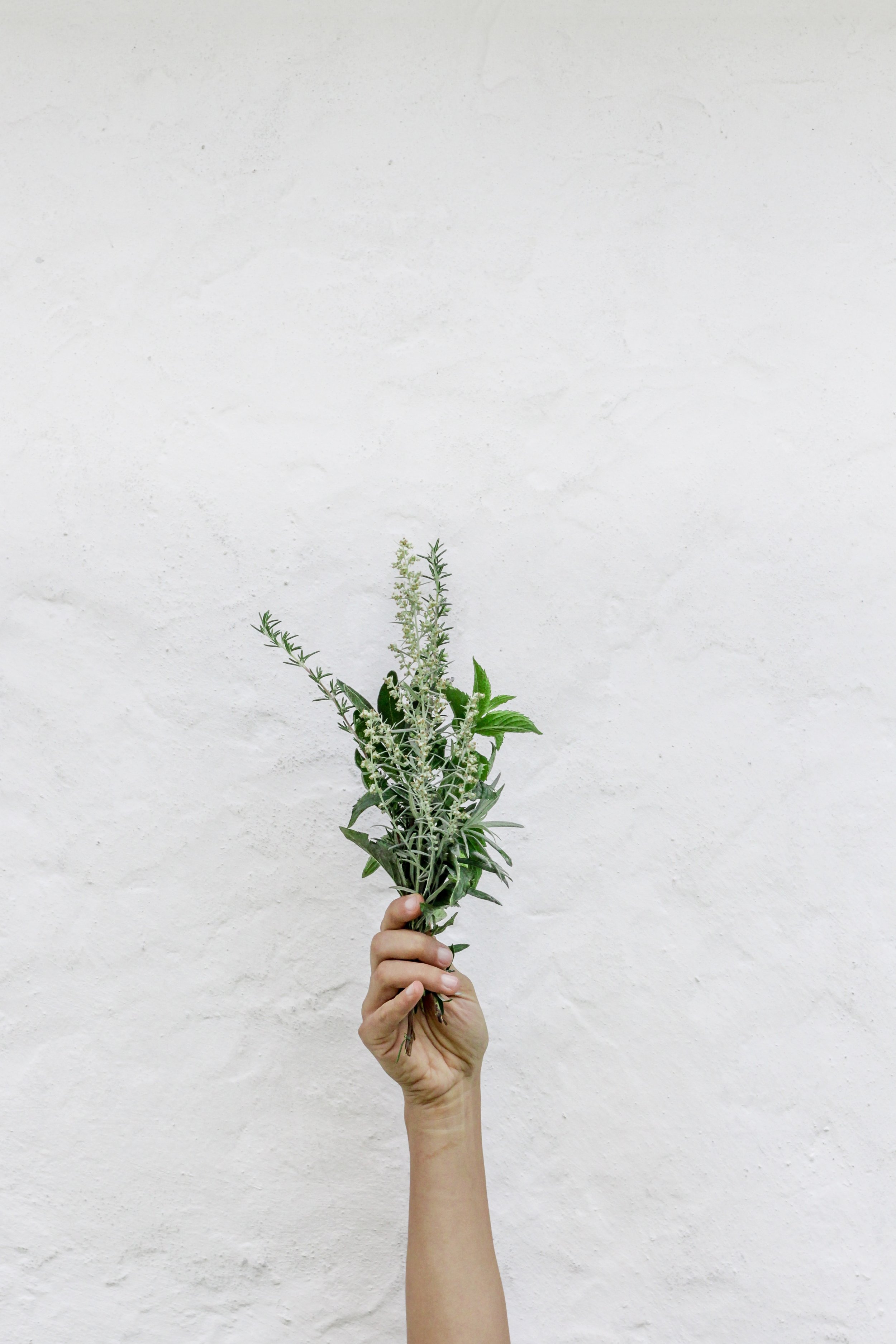 rosemary.jpg