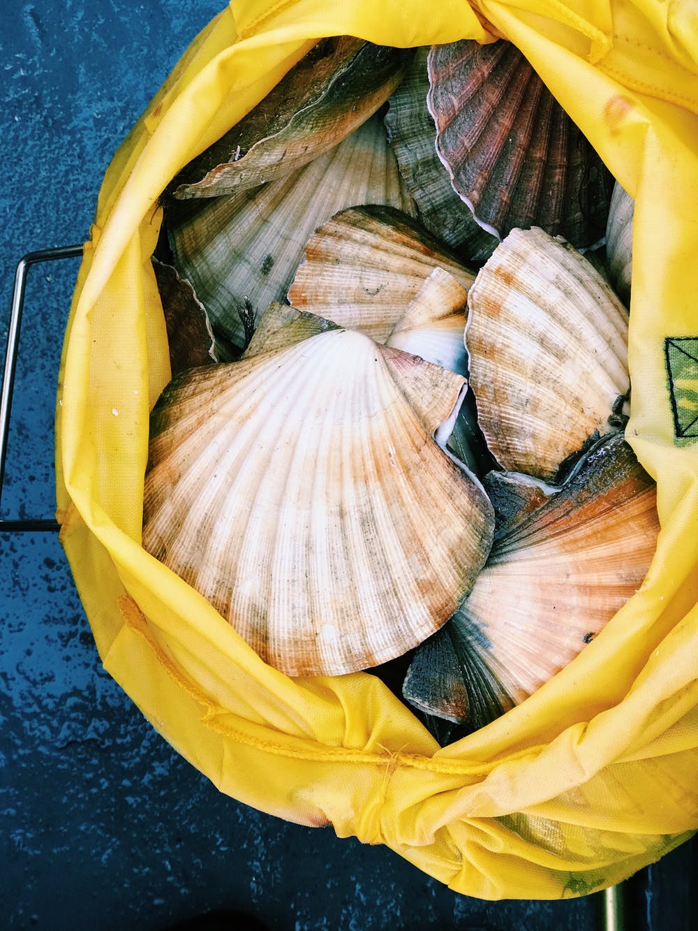scallop.jpeg