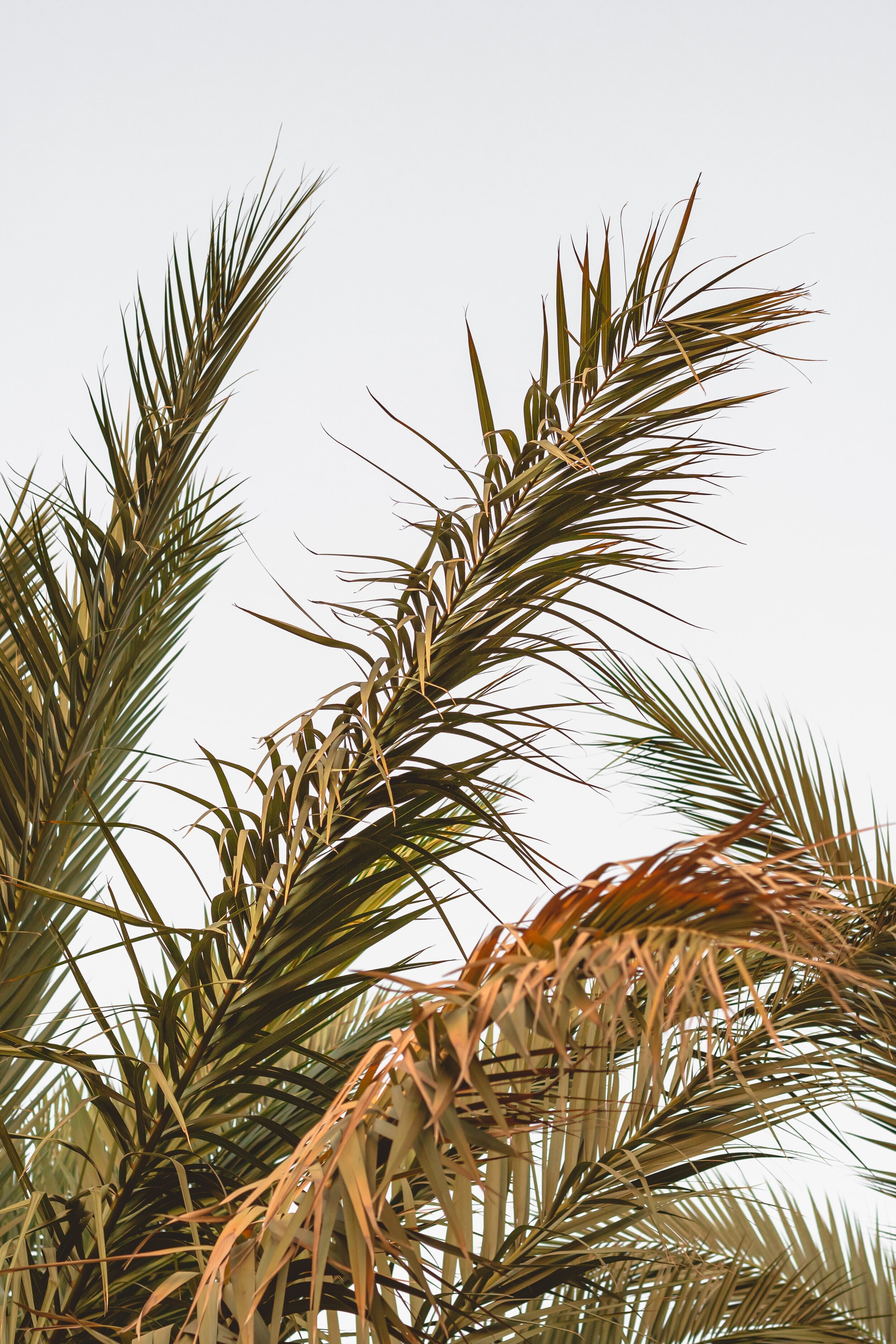 palm.jpg