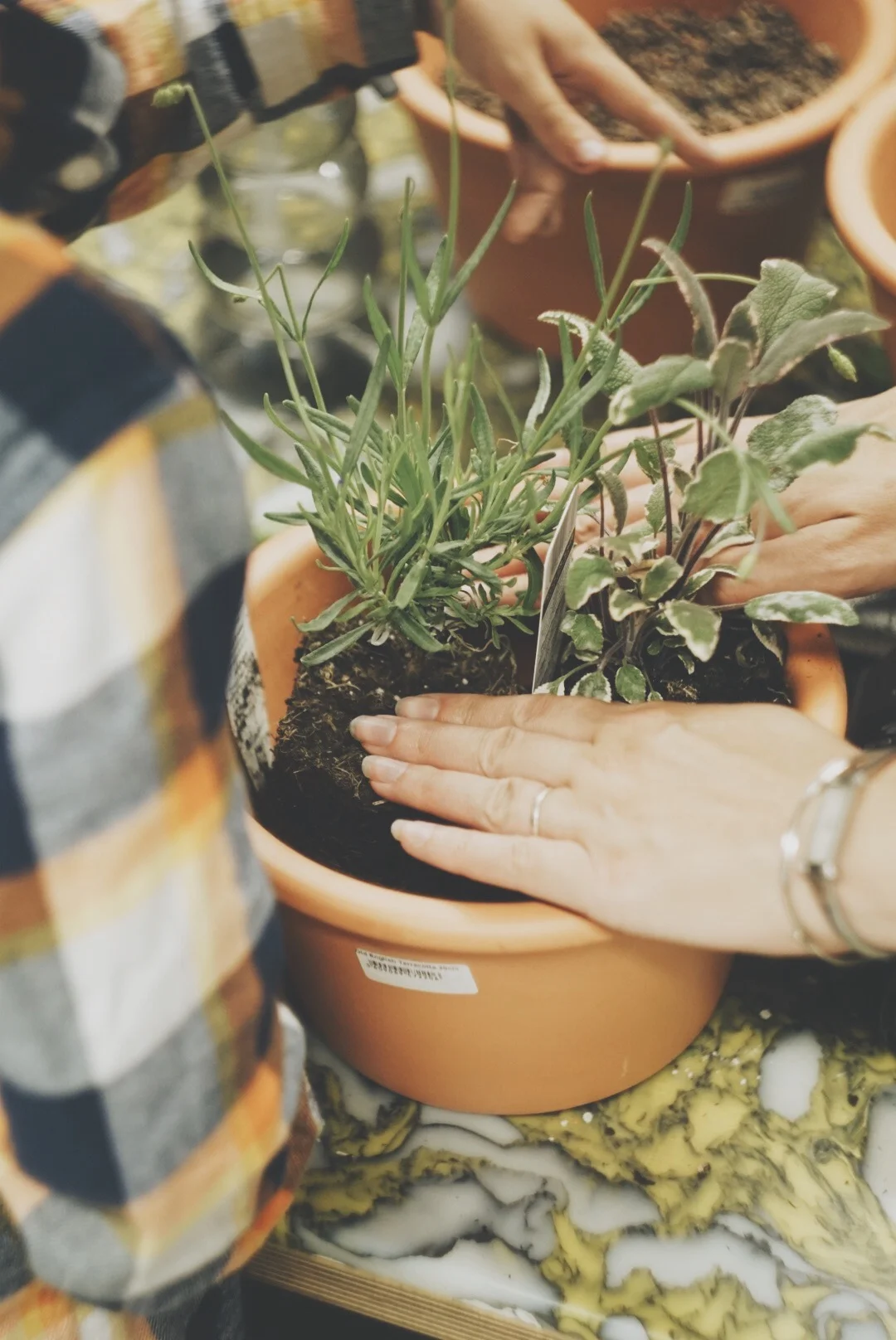 Plant A Mini Herb Garden Haseya Plant A Mini Herb Garden Haseya