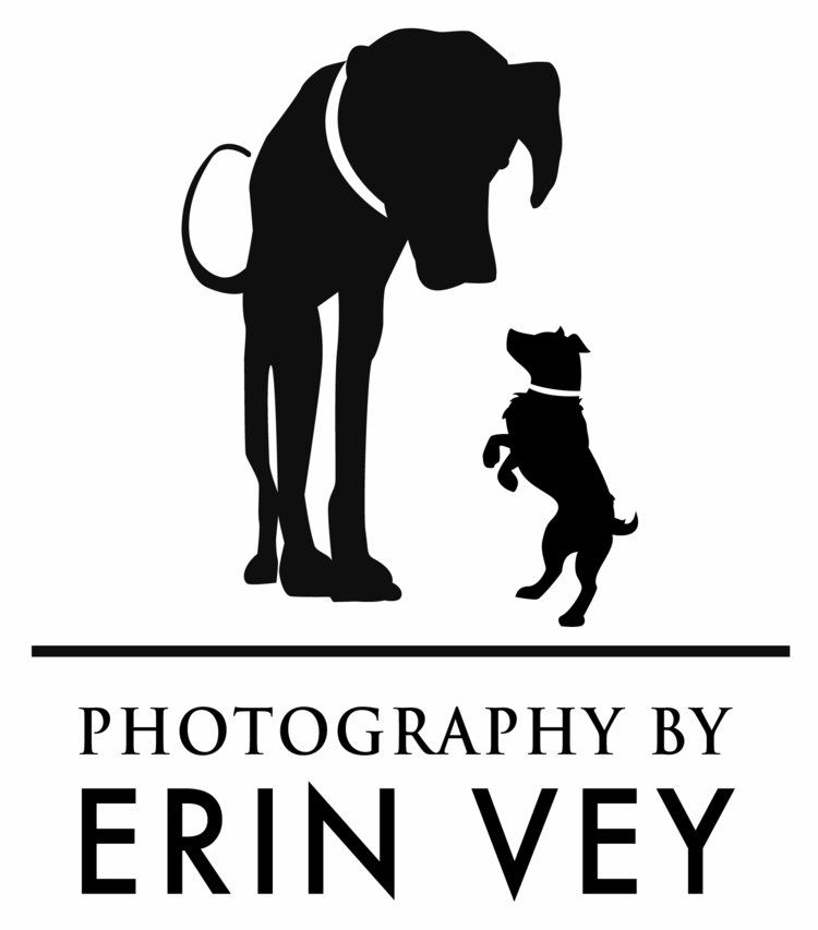 Lifestyle Dog Photographer