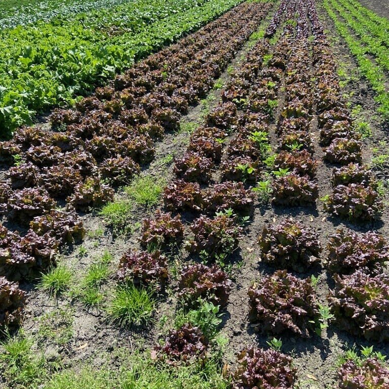 Beautiful fields of red leaf lettuce, green chard, and beets coming up quick.  Courtesy of Rogelio Bautista and the Bautista family, owners of R&amp;R Produce Farms of New Hampton, NY.