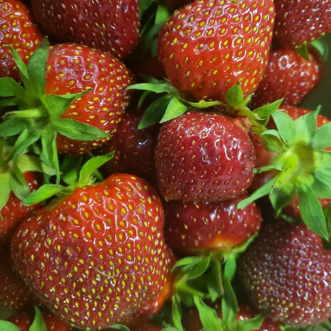 They're heeeeeeeere ... the first sweet, juicy local strawberries from Reeves Farm of Baldwinsville, NY.

#grownyc #gmktnyc #local #localfood #farmtotable #knowyourfarmer #sustainablefarming #nysgrownandcertified #familyfarm #nycchef