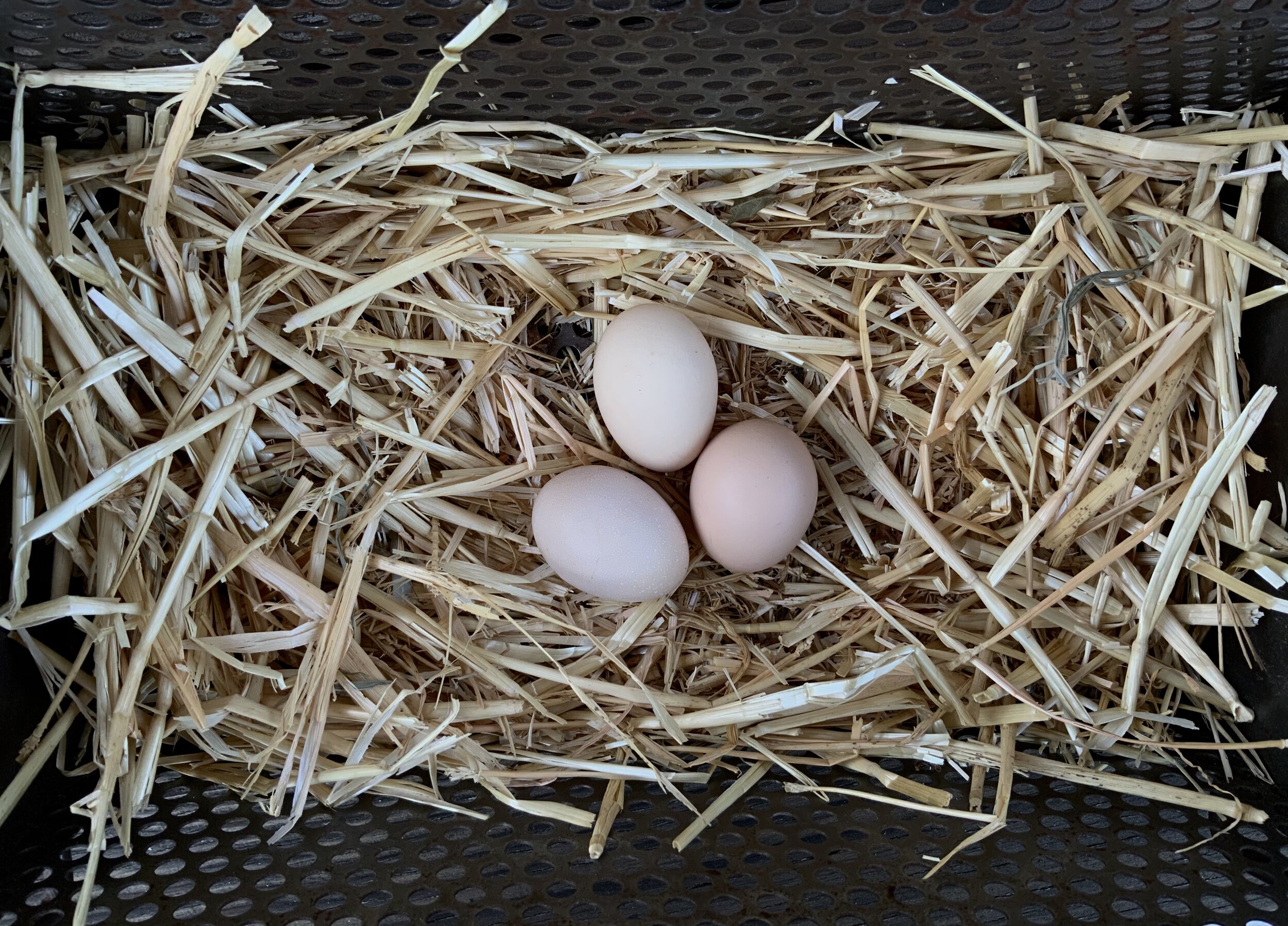 Half Dozen Hatching Eggs Indonesian Ayam Cemani Hybrids F1 Fibro Blue Layers 