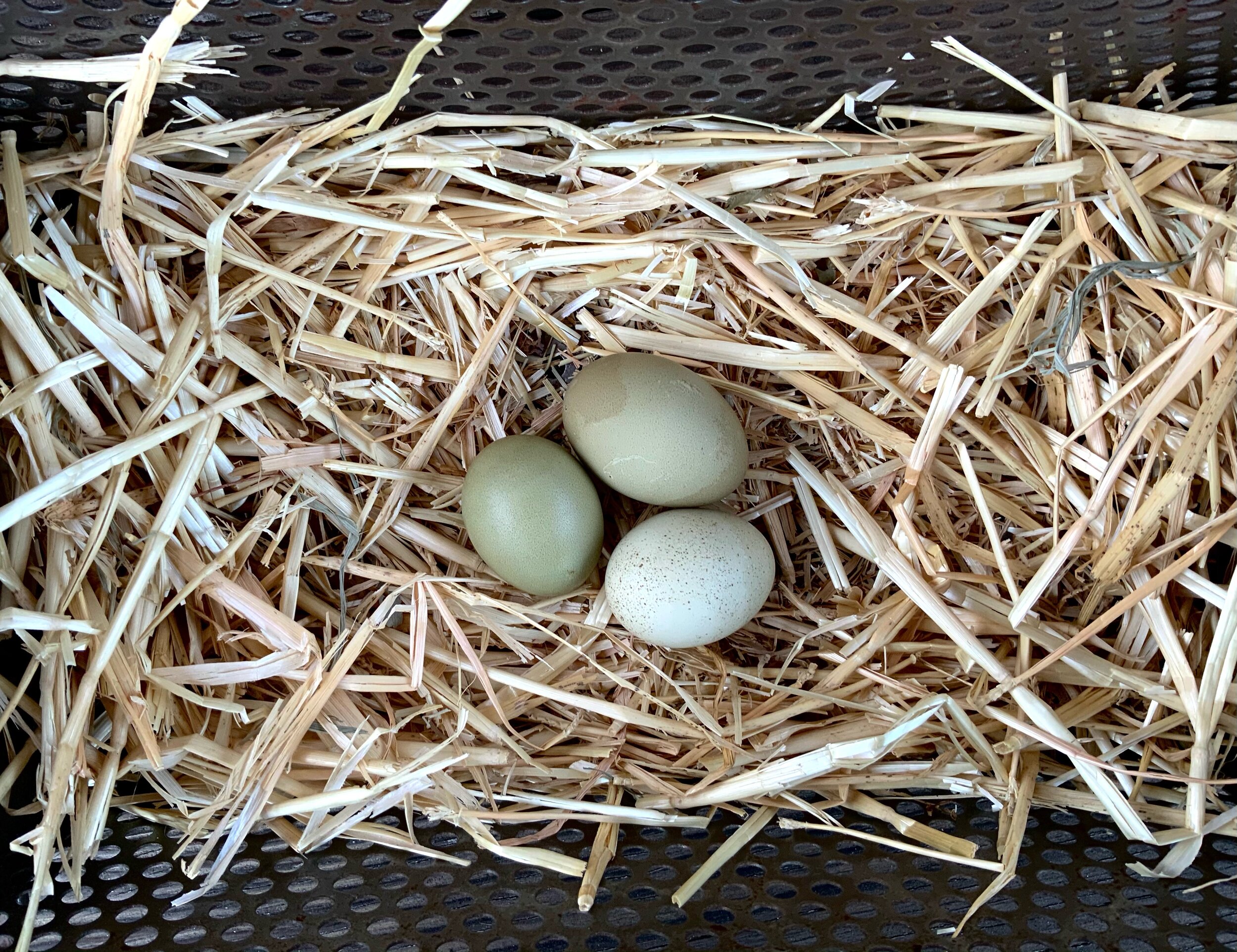 NPIP 6 F3-f4 Olive Egger Hatching Eggs! 