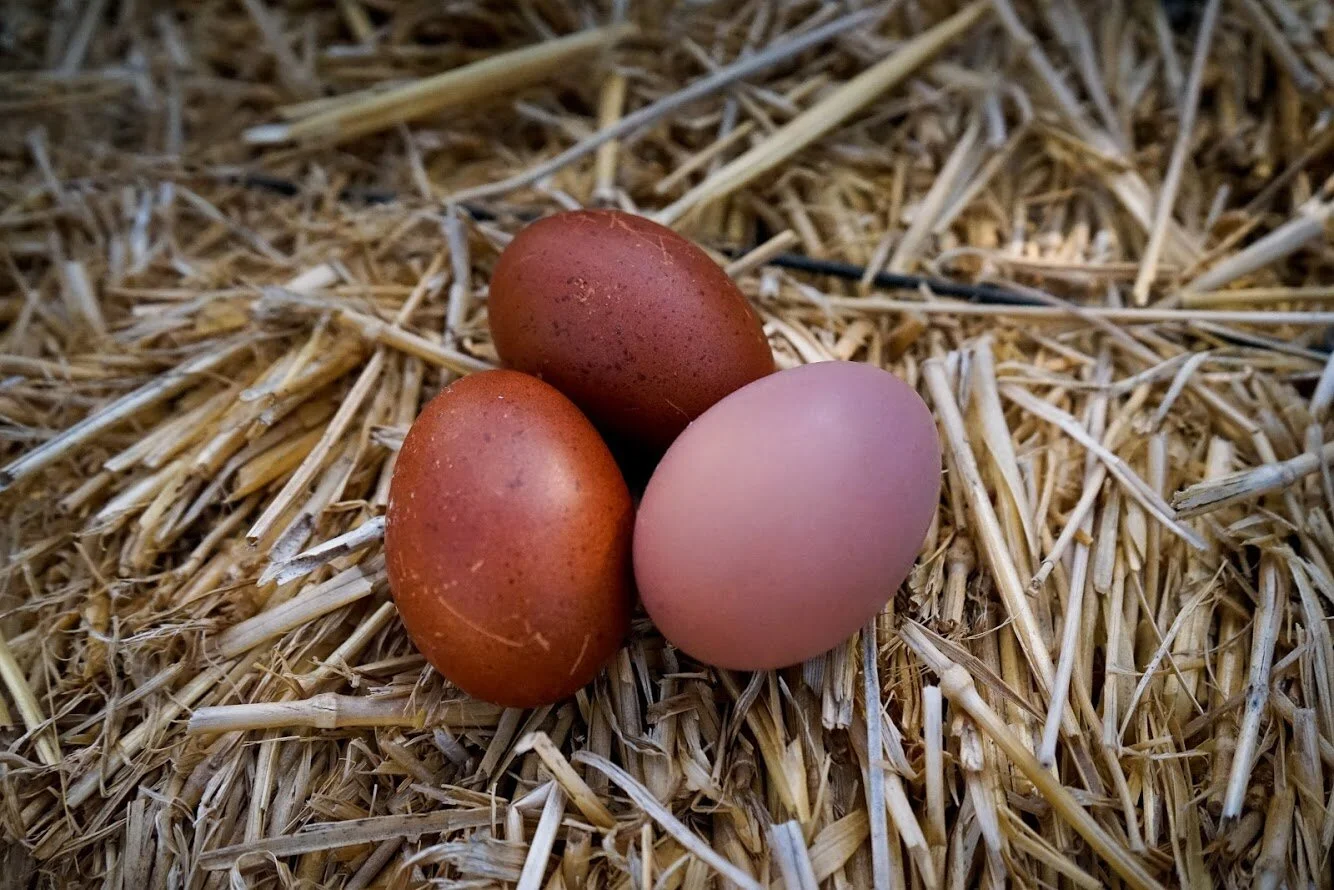 Black Copper Maran Eggs