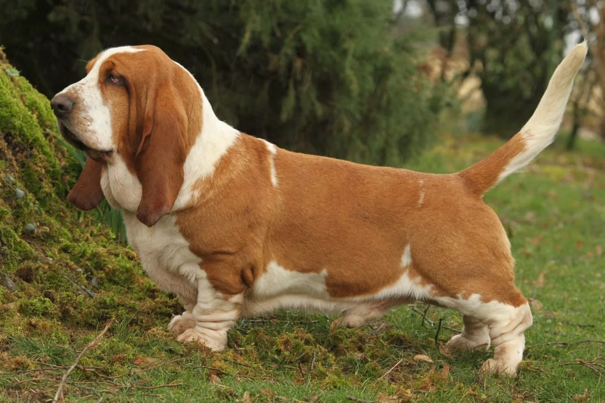 Basset hound lick