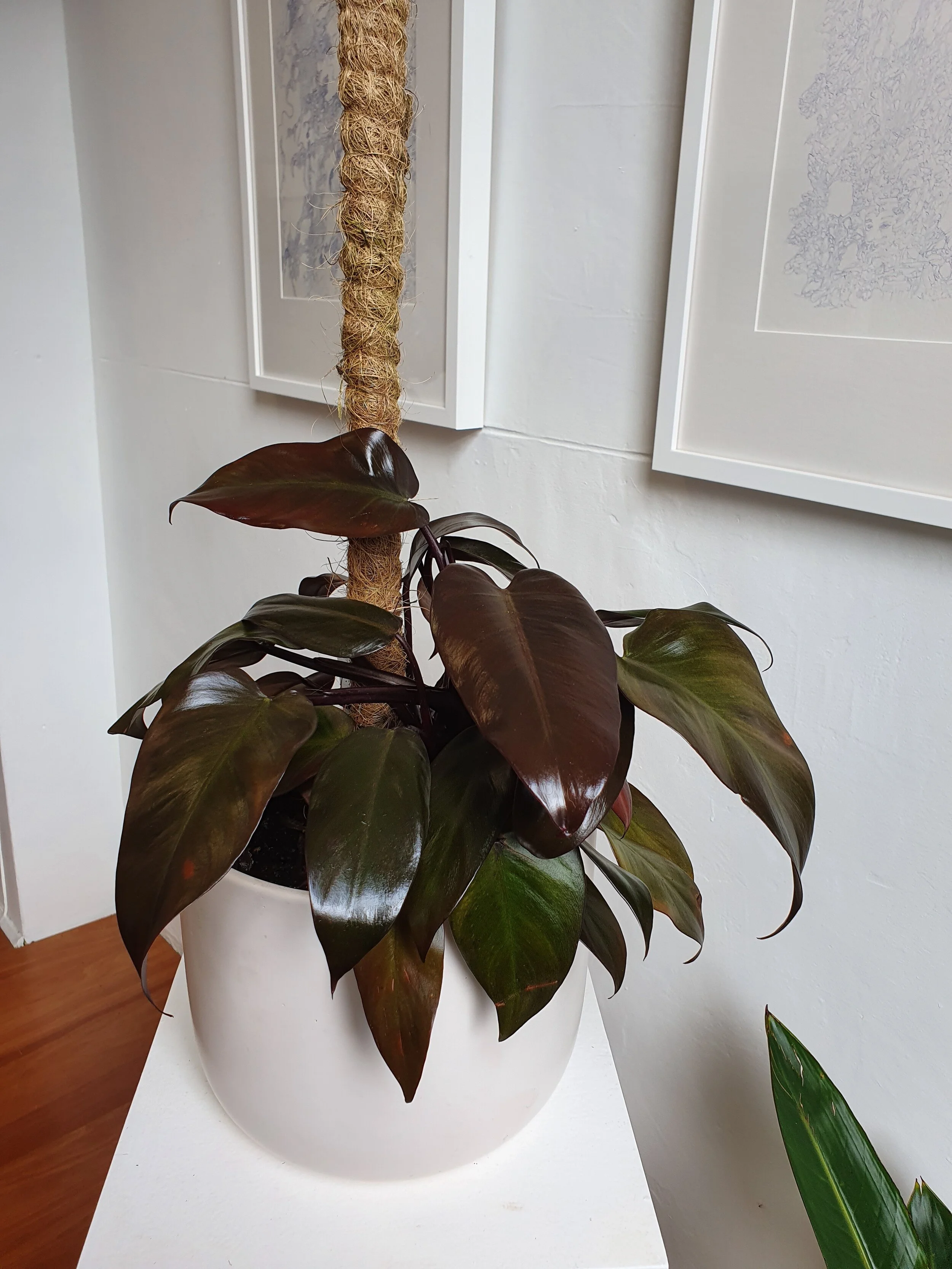 Philodendron Royal Queen Miss Reid Botanics