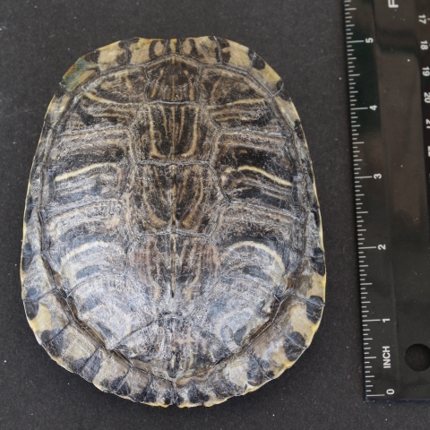 7 inch Red Eared Slider Turtle Shell taxidermy S 
