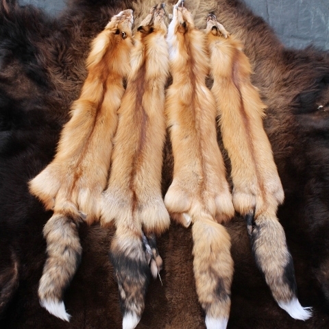 Red Fox Ranch Raised — Claw, Antler & Hide Co.