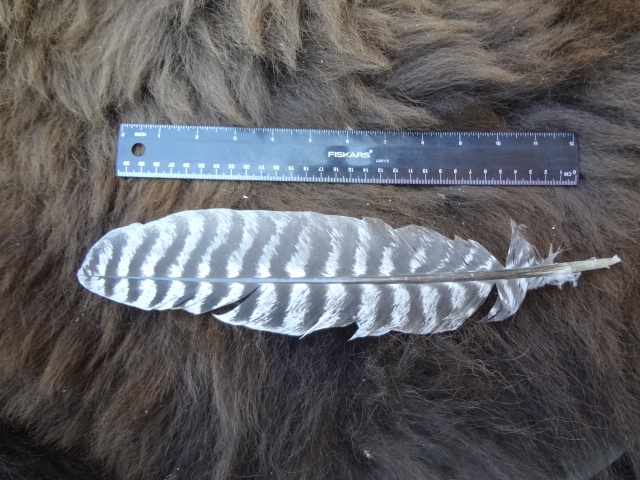 12 x Bearpaw tacchino MOLLE Shield 3 pollici Barred Turkey Feathers 