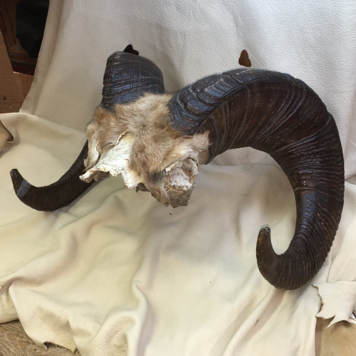 Bighorn Sheep Horns Claw Antler Hide Co