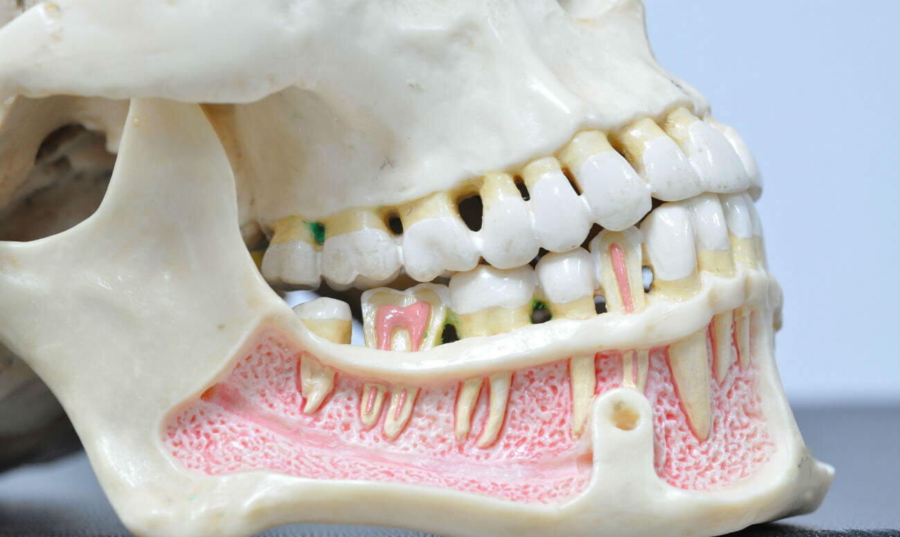 Анатомия зубочелюстной системы