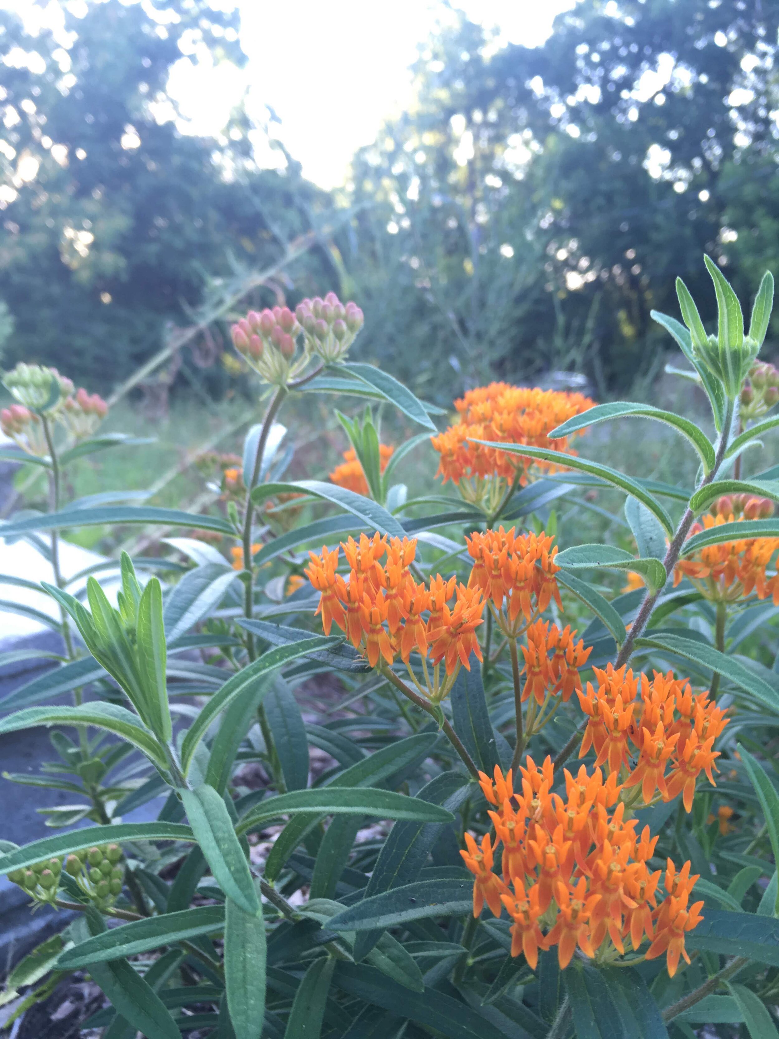 Asclepias Tuberosa Butterfly Weed City Roots