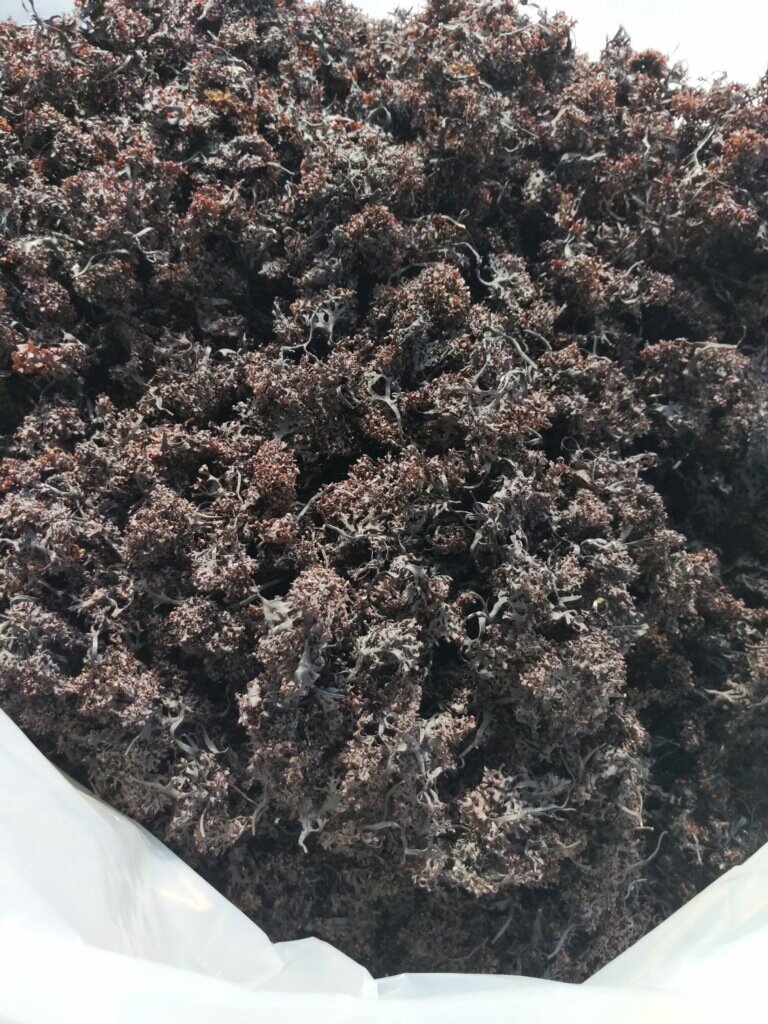 Irish Moss (dried whole) Irish Moss (dried whole)