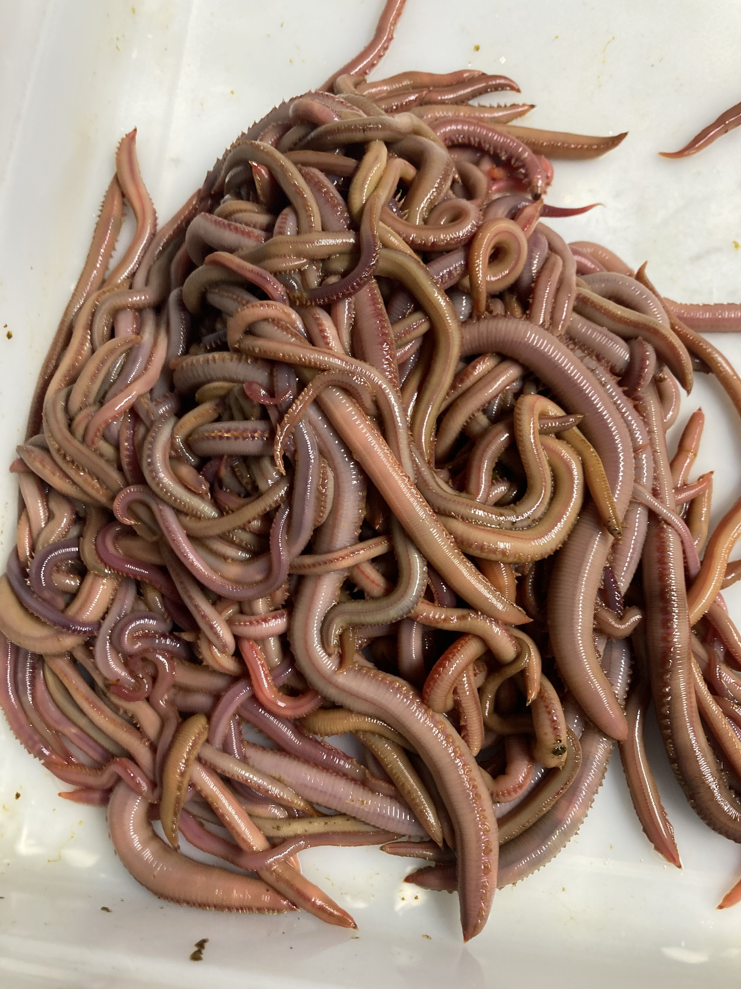 Big Bloodworms for your Striper fishing. Get your @ bloodwormdepot.com