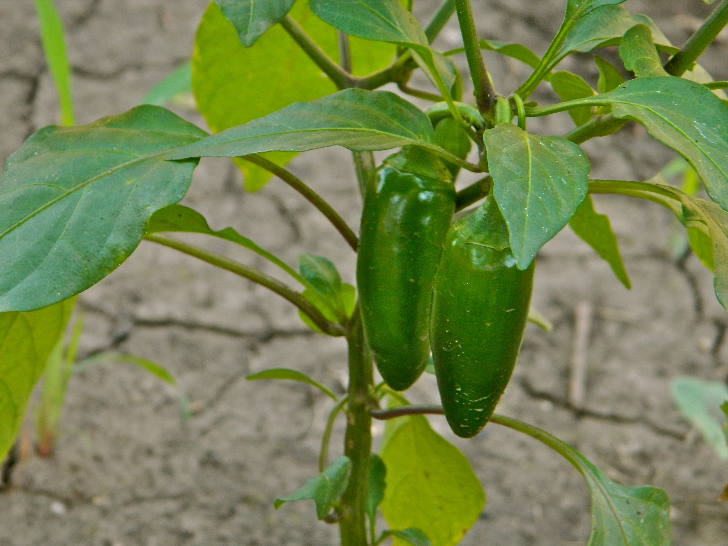 Hot - Early Jalapeño — Seeds Trust