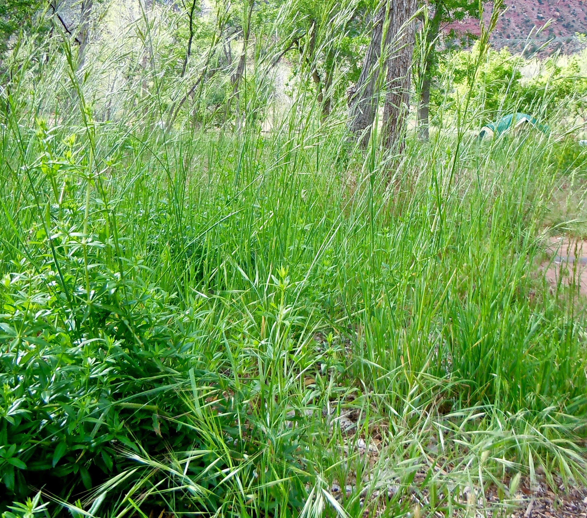 BROME, MOUNTAIN - Bromus marginatus — Seeds Trust