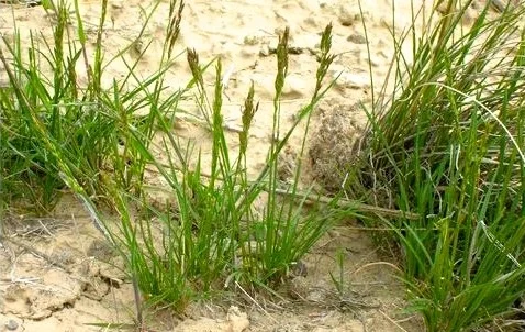 BLUEGRASS, SANDBERG - Poa sandbergii &#8212; Seeds Trust