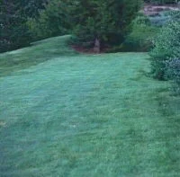 Hard fescue deals
