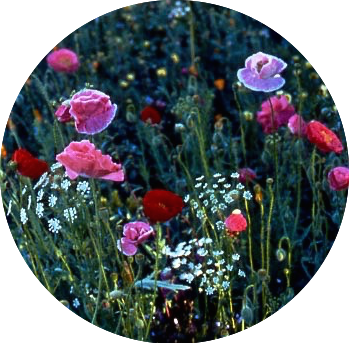 Pink Wildflower Seed Mix