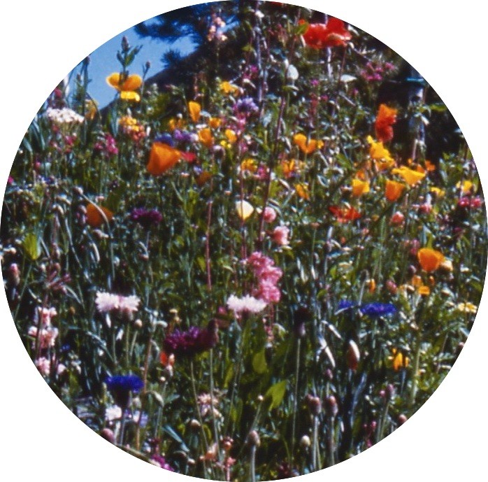 Idaho Wildflower Mix | Wildflower Seeds