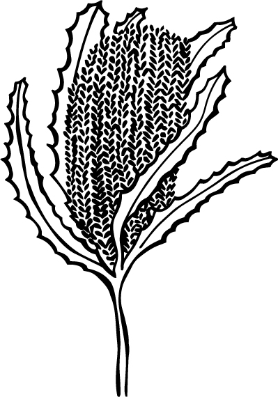 The Little Banksia
