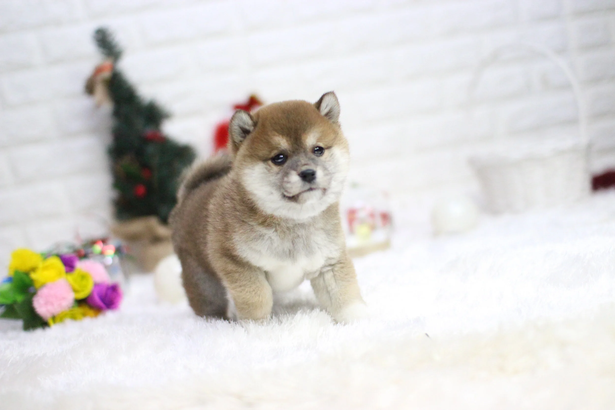 White Tea Cup White Shiba Inu Puppy