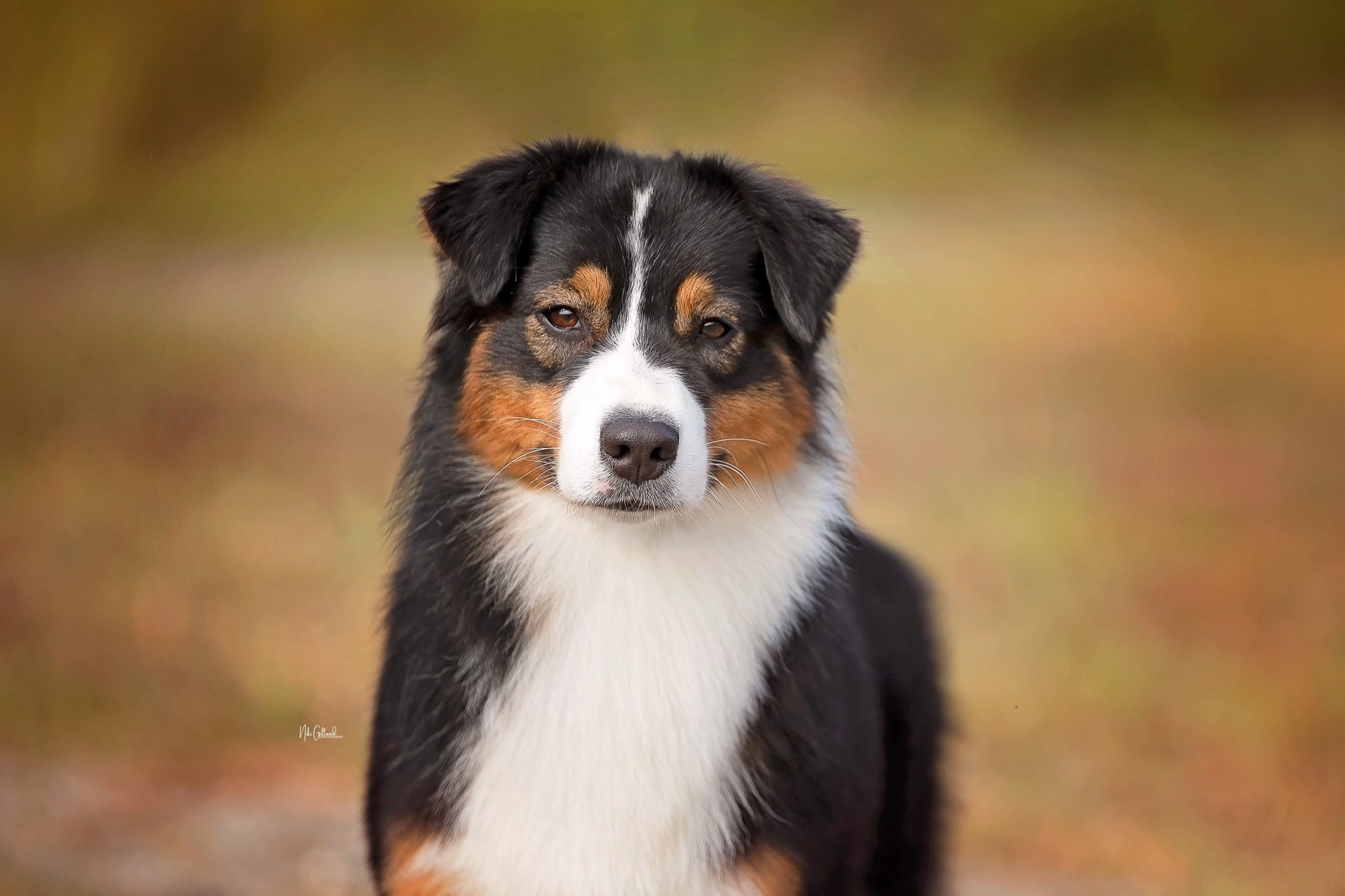 LKN Australian Shepherds