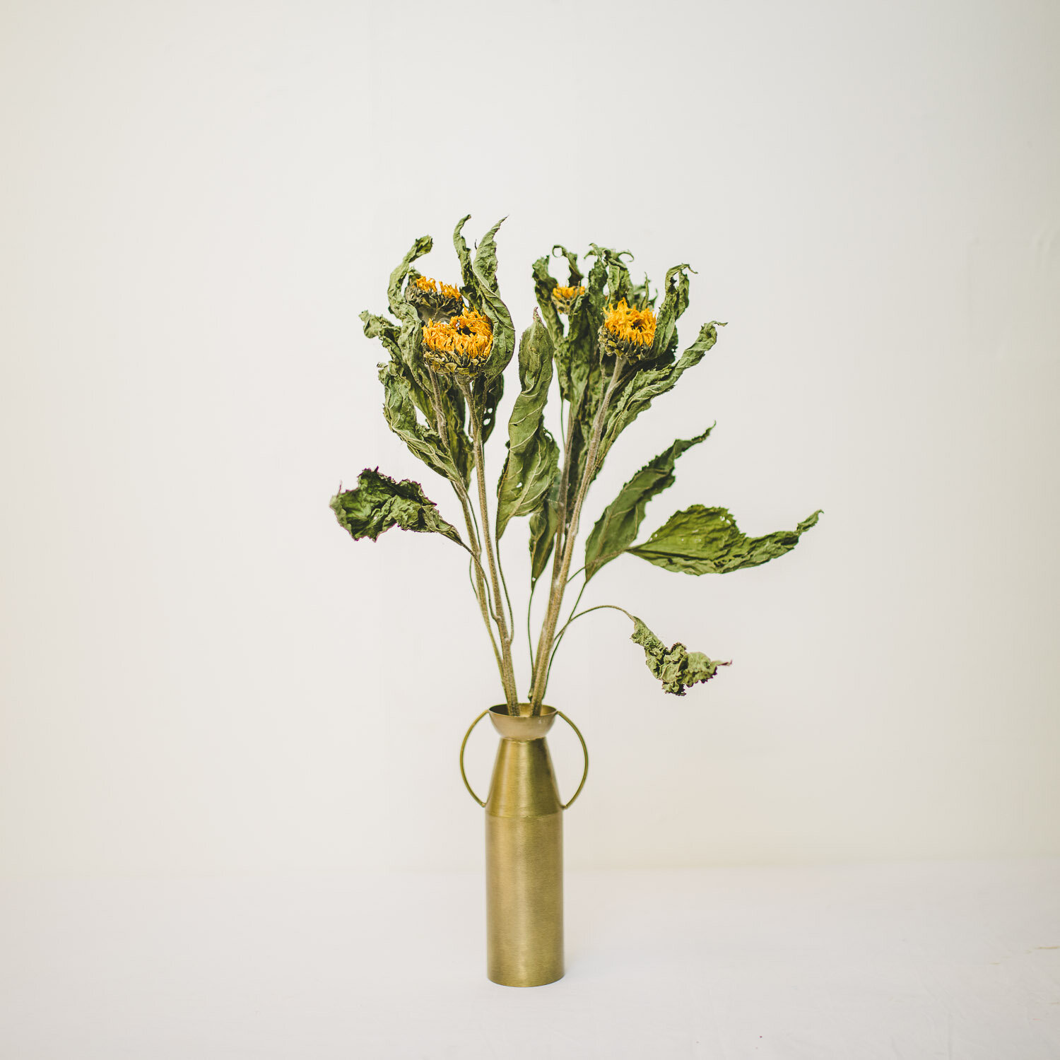 Elm Dried Sunflowers