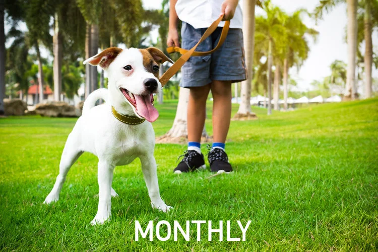 dog packages monthly