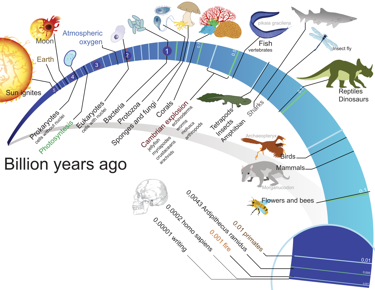 1280px-Timeline_evolution_of_life.svg.png