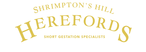 Shrimpton's Hill Herefords 