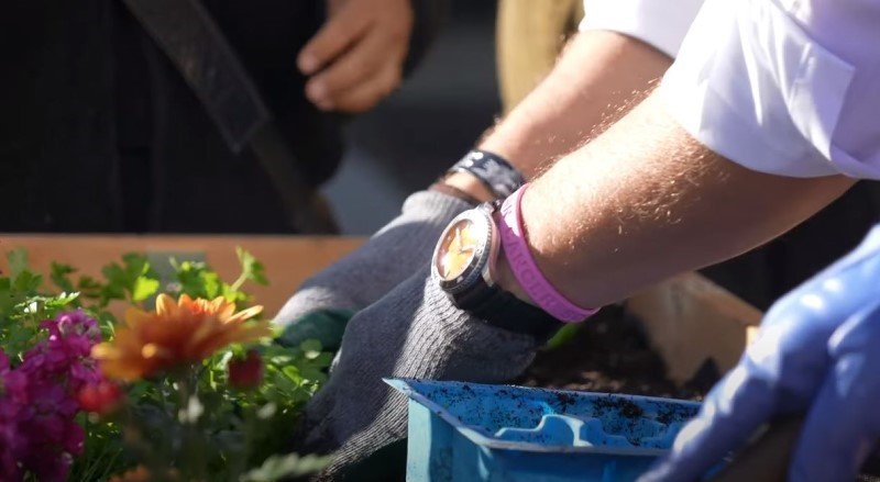 hands wearing gardening gloves planting flowers