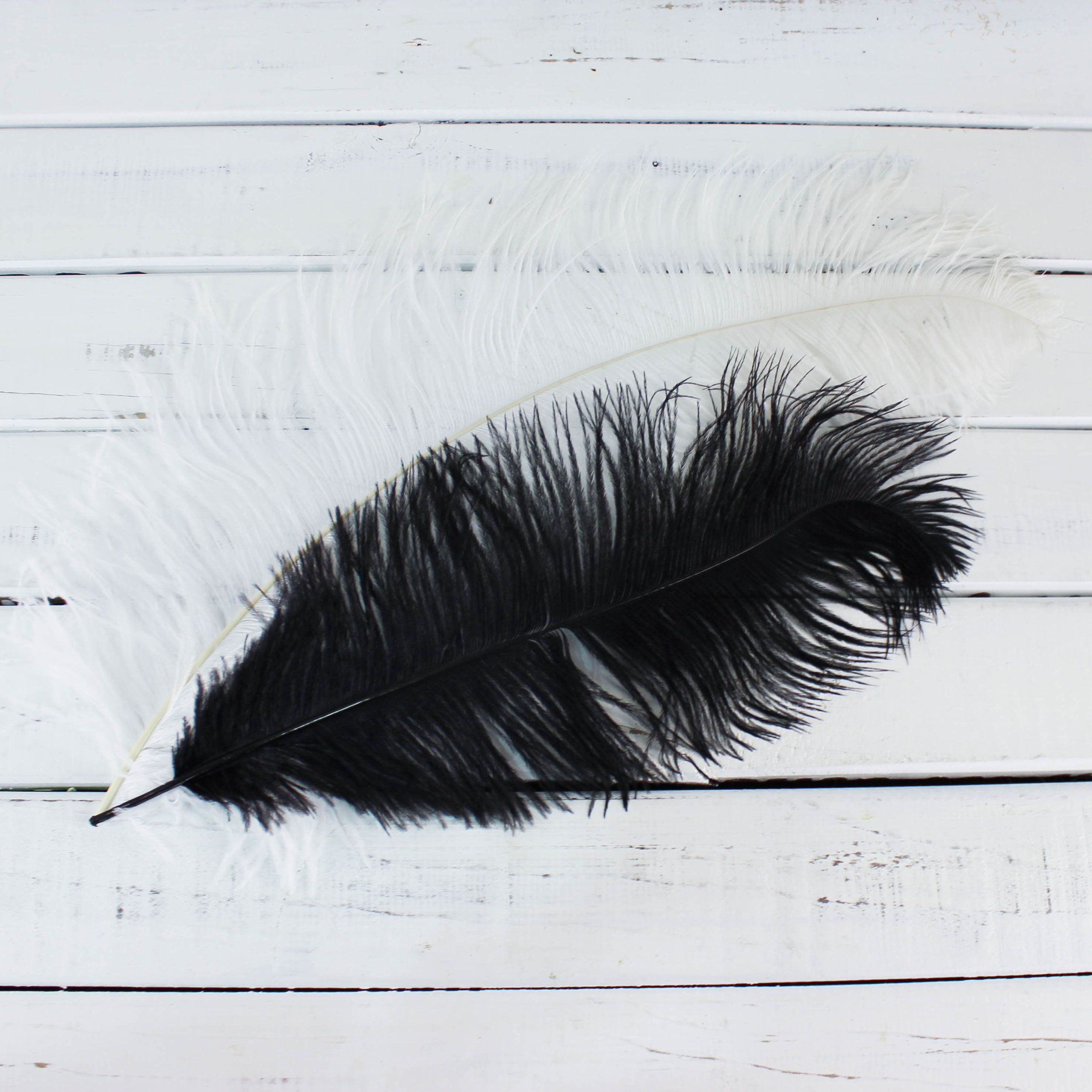 black ostrich plumes