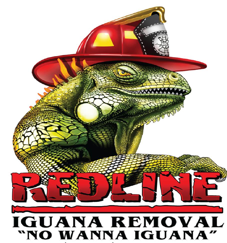 Redline Iguana Removal: Humane, Stress-Free Iguana Trapping & Removal
