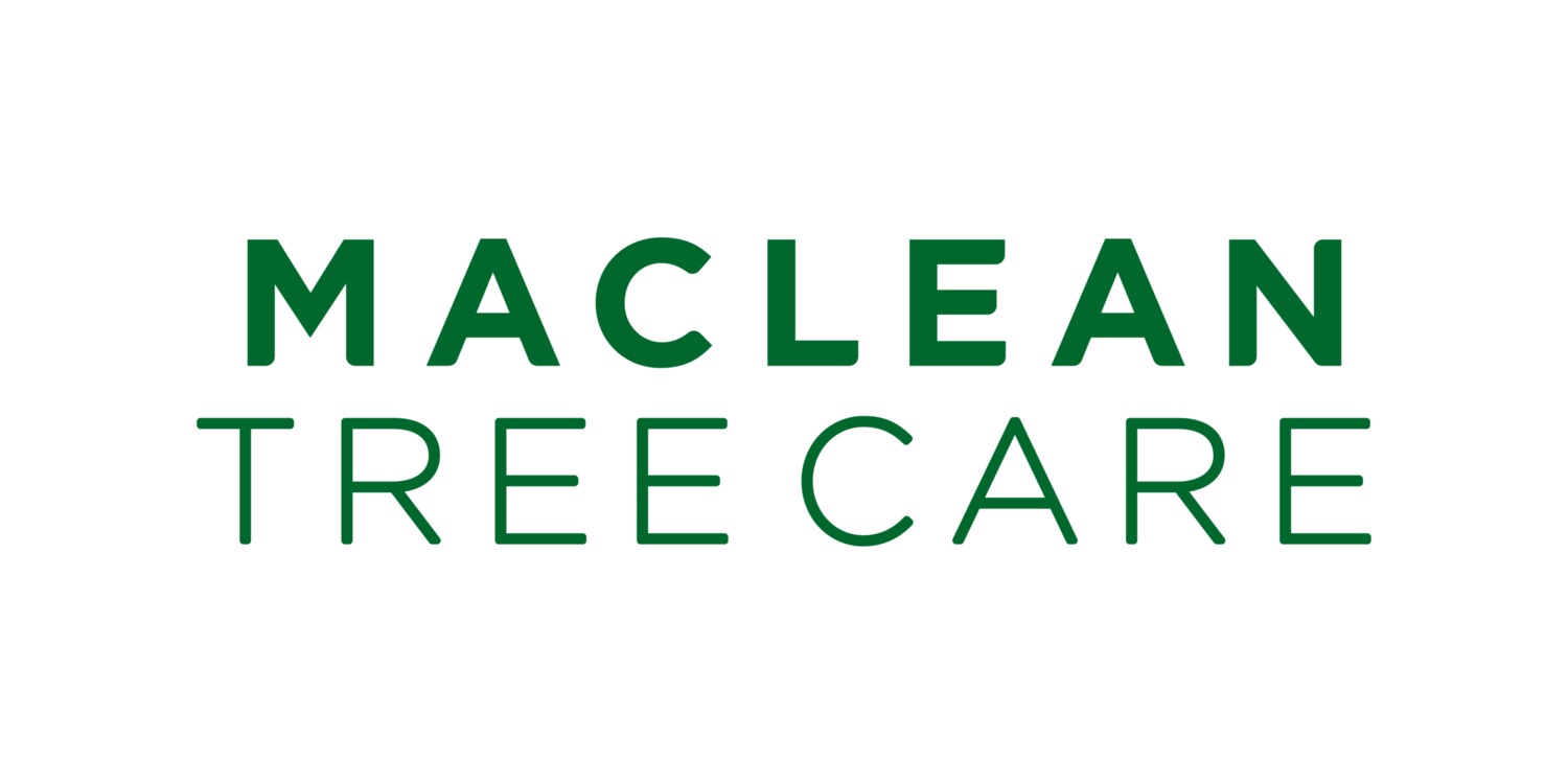 Maclean Tree Care