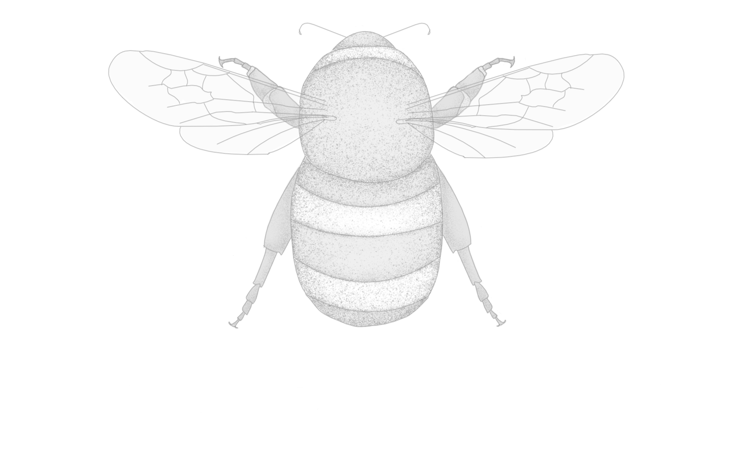 Honey Bee Pictures