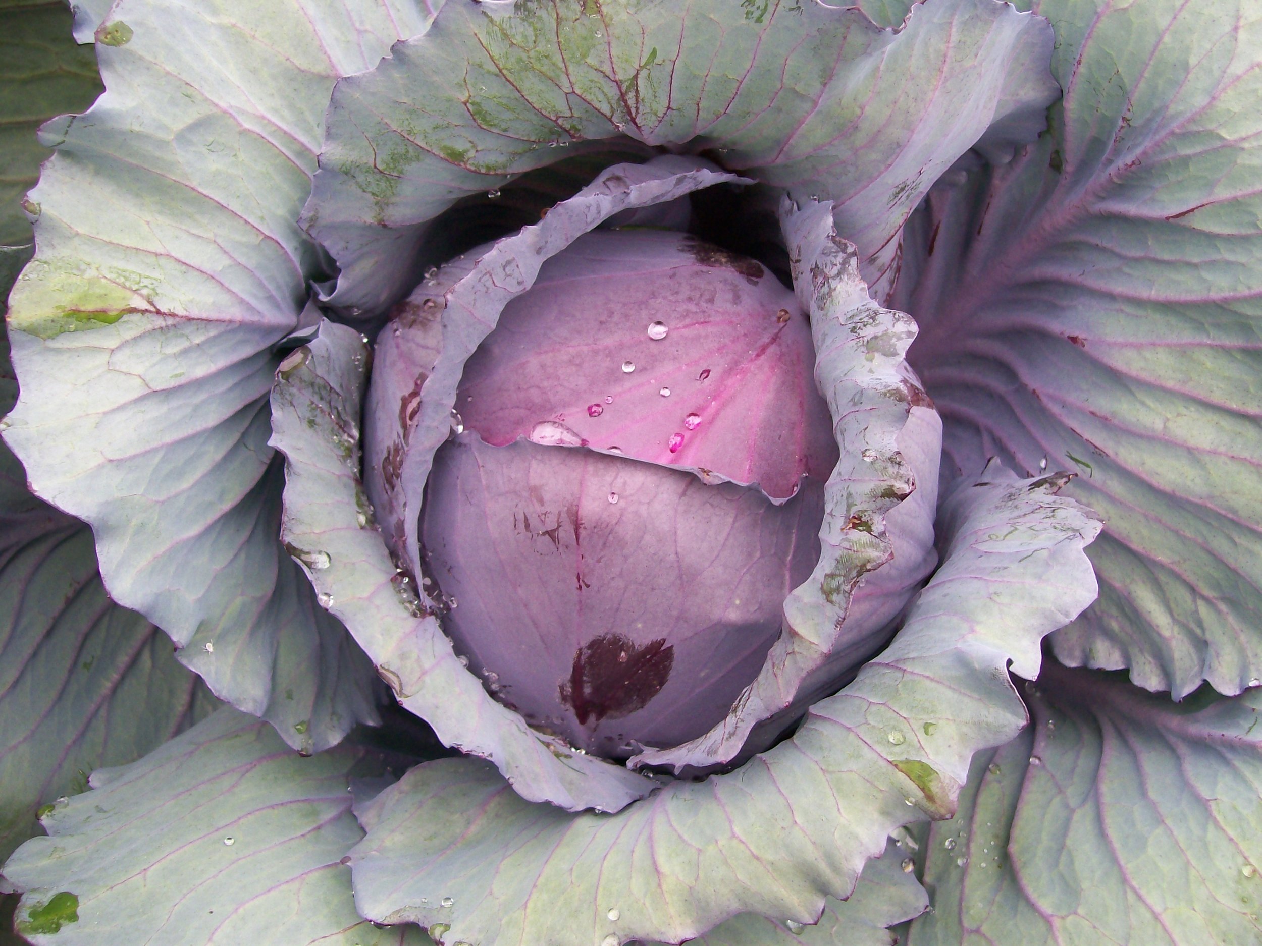 Red Acre Cabbage 25 Seeds Per Pack Fresh Start Center,Rebirth Black Rose Meaning