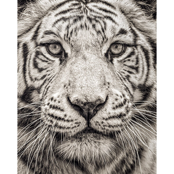 Photo & Art Print Face to face with white bengal tiger