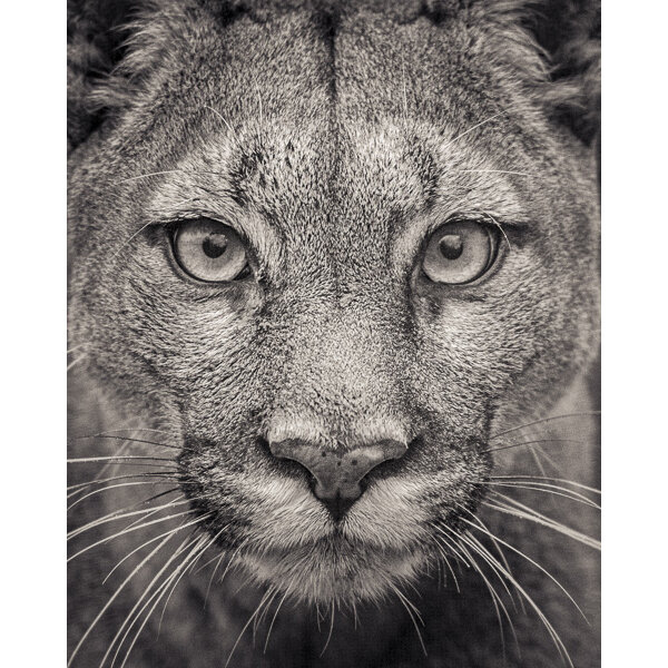 Paul Coghlin — Portrait of a Puma. Limited edition animal art print.