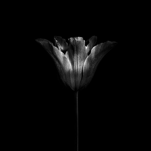 Paul Coghlin — Fleur Noir VII. A Limited Edition fine art photography print  of a tulip.
