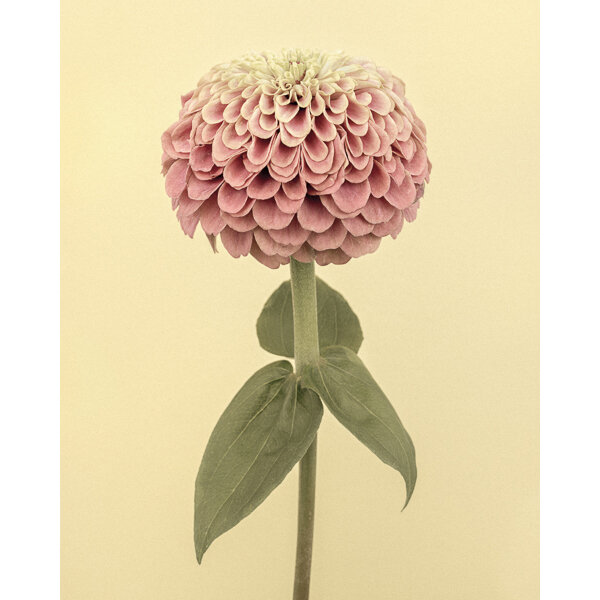 Coghlin — Queen Red Lime' Zinnia I. A limited art print.
