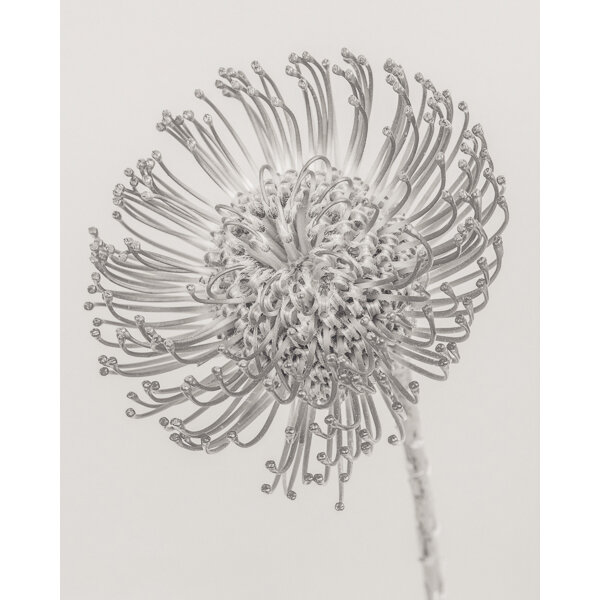 Paul Coghlin — Leucospermum cordifolium (Protea) I. A limited edition floral  art print.