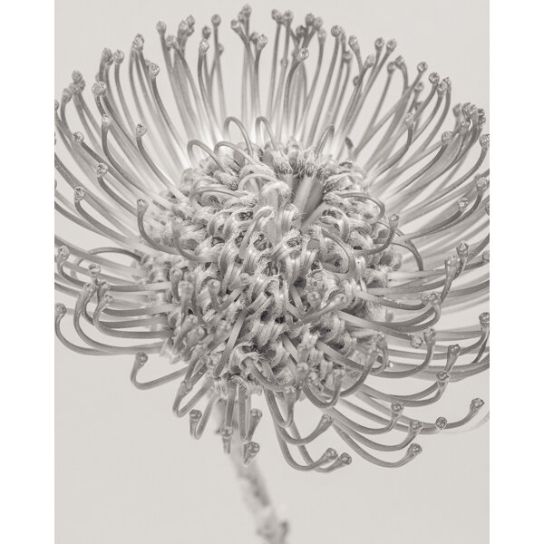 Paul Coghlin — Leucospermum cordifolium (Protea) III