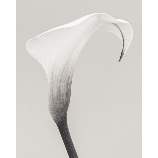 Paul Coghlin — Zantedeschia (Arum Lily) II. A limited edition floral art  print.