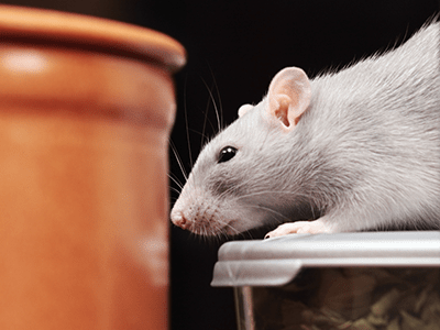 mouser1.png